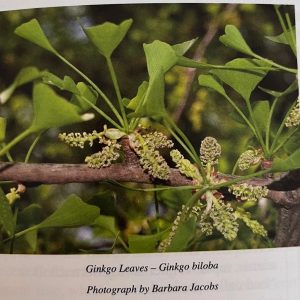 GoHerbalArise Ginkgo