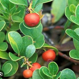 GoHerbalArise Uva Ursi