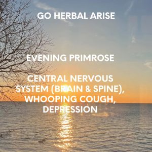 EVENING PRIMROSE 1 OZ