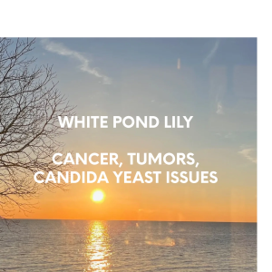 WHITE POND LILLY 4 OZ