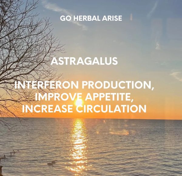 GoHerbalArise Astragalus  4oz