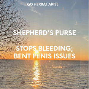 SHEPHERD'S PURSE 4 OZ