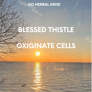 BLESSED THISTLE 1 OZ