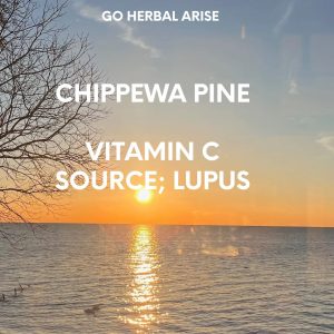 CHIPPEWA PINE 1 OZ