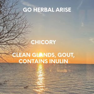 CHICORY 1 OZ