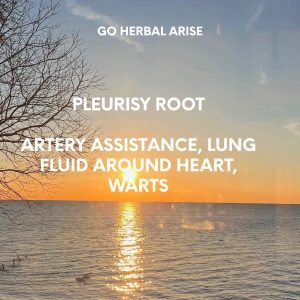 PLEURISY ROOT 1 OZ