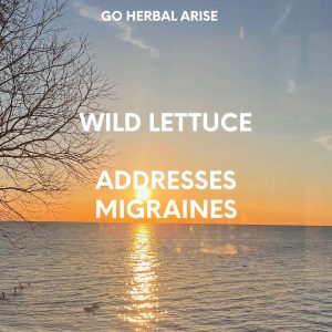 WILD LETTUCE 1 OZ