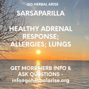 INDIAN SARSAPARILLA 1 OZ