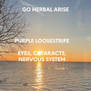 PURPLE LOOSEFIRE 1 OZ