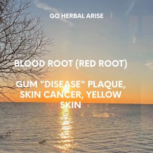 BLOOD ROOT (RED ROOT) 1 OZ