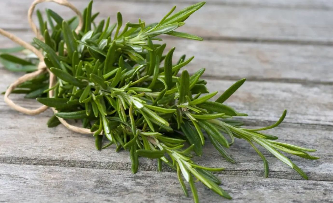 GoHerbalArise Rosemary